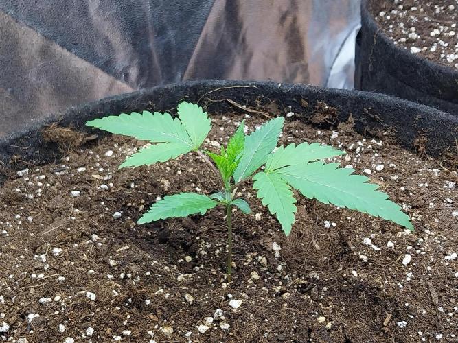 Pierrette de la lune 2. Week 2 - 14/11