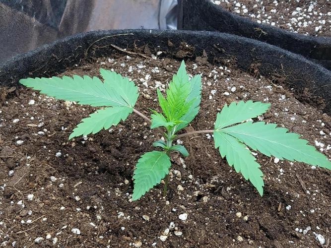 Pierrette de la lune 2. Week 2 - 15/11