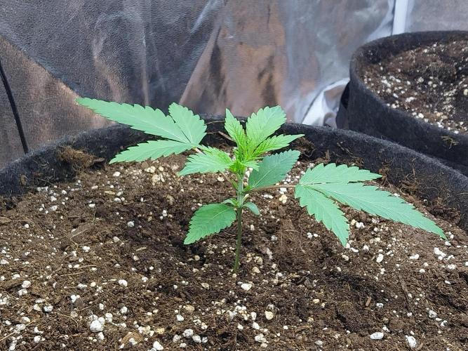 Pierrette de la lune 2. Week 2 - 16/11