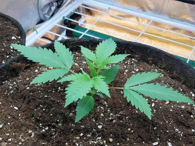 Pierrette de la lune 2. Week 2 - 17/11