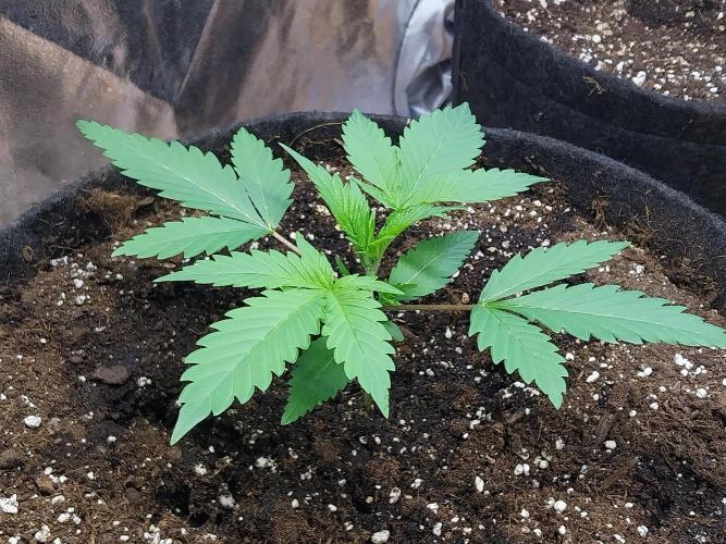 Pierrette de la lune 2. Week 2 - 18/11