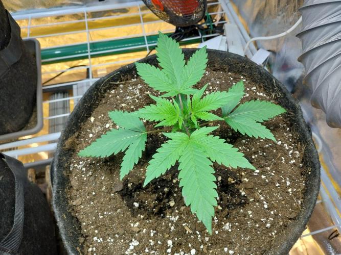 Pierrette de la lune 2. Week 2 - 19/11