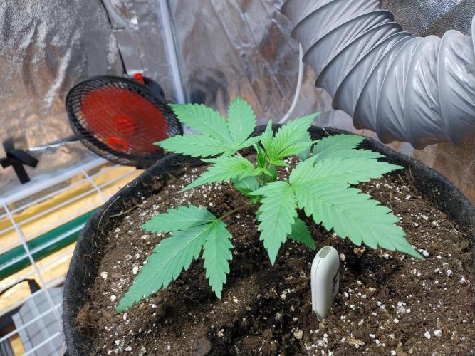 Pierrette de la lune 2. Week 2 - 19/11