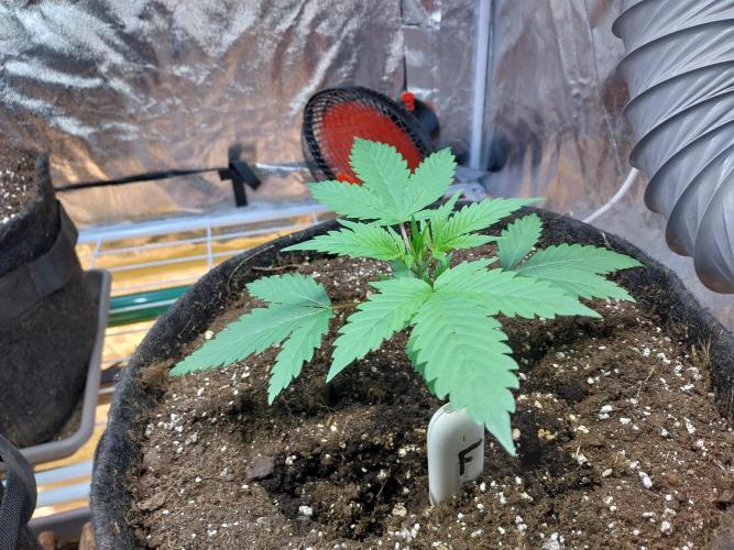 Pierrette de la lune 2. Week 2 - 19/11