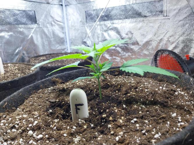 Pierrette de la lune 2. Week 2 - 19/11