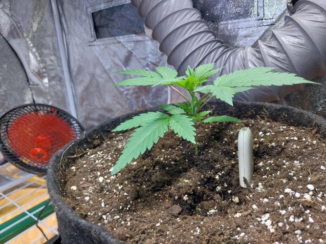 Pierrette de la lune 2. Week 2 - 19/11