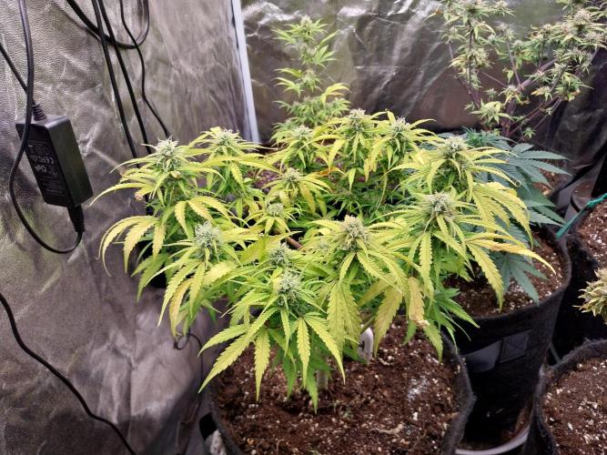 Mat Ohperché. Week 11 - 14/11