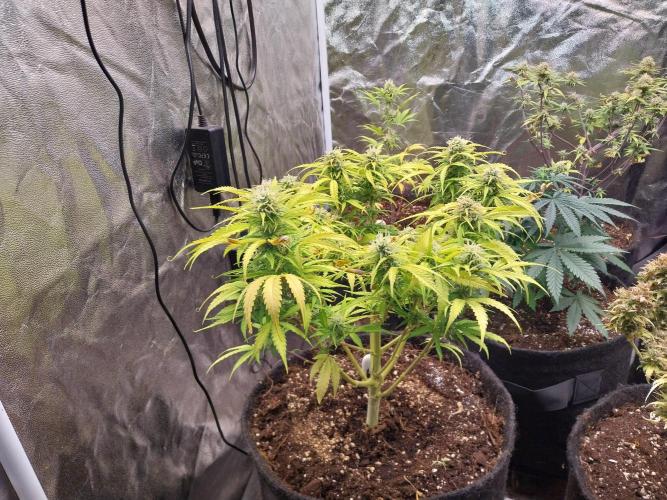 Mat Ohperché. Week 11 - 15/11