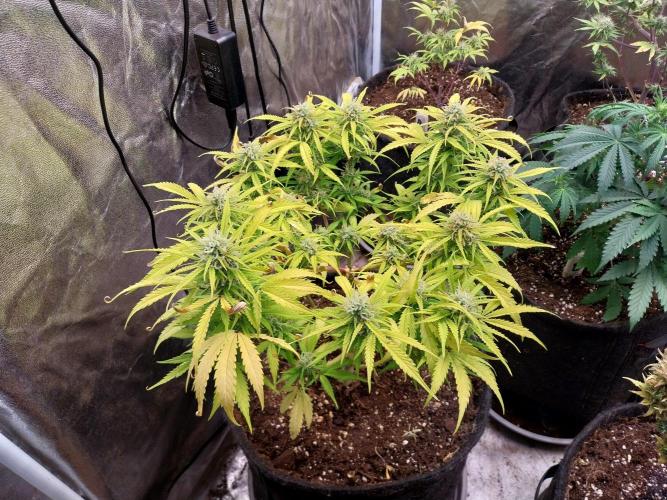 Mat Ohperché. Week 11 - 16/11