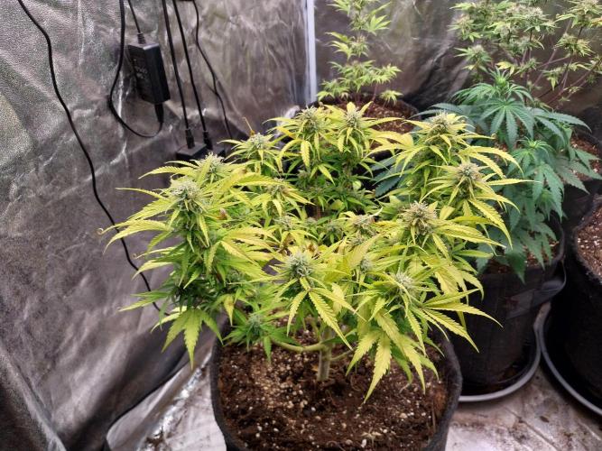 Mat Ohperché. Week 11 - 17/11