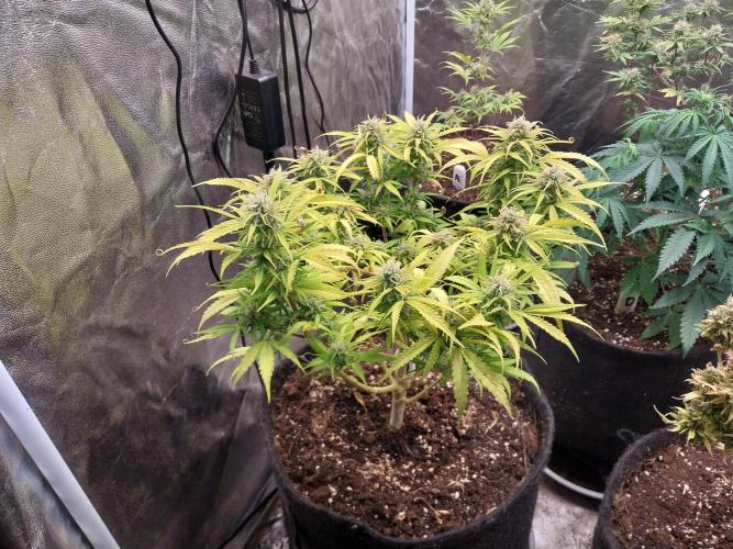 Mat Ohperché. Week 11 - 18/11