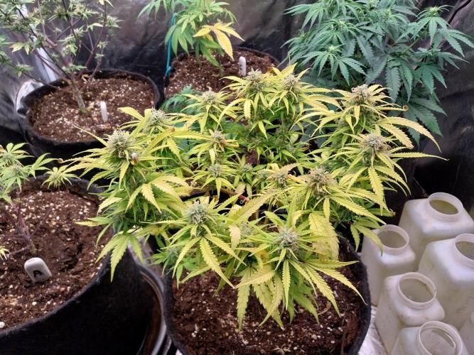 Mat Ohperché. Week 11 - 19/11