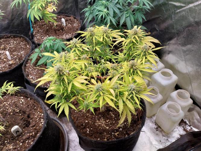 Mat Ohperché. Week 11 - 20/11