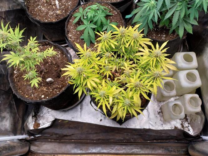 Mat Ohperché. Week 11 - 20/11