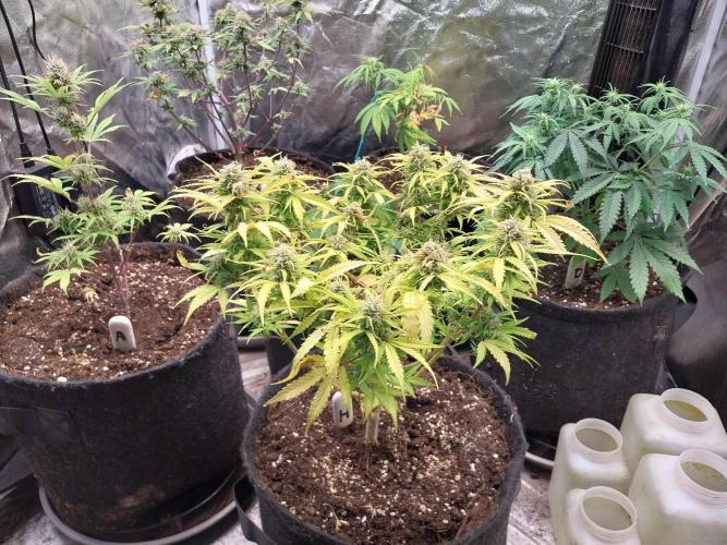 Mat Ohperché. Week 11 - 20/11