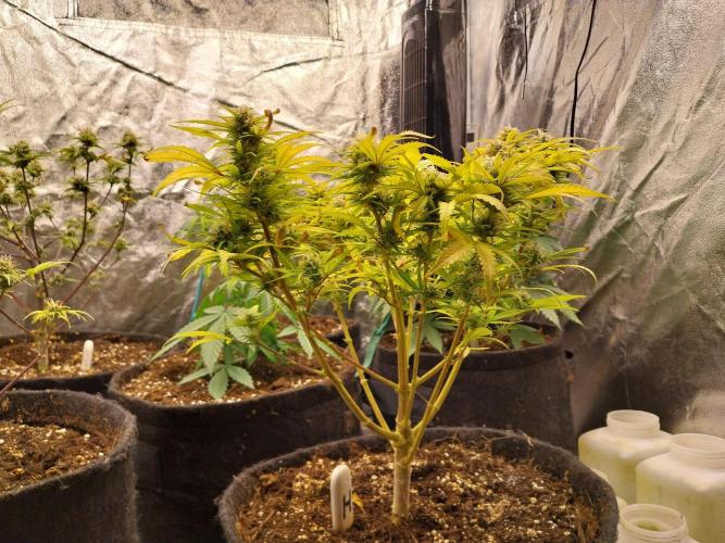 Mat Ohperché. Week 11 - 20/11