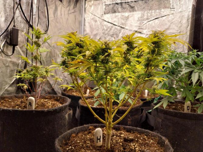 Mat Ohperché. Week 11 - 20/11