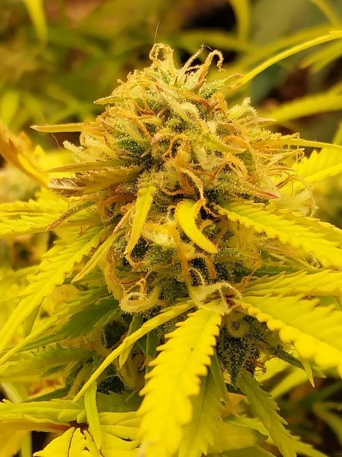 Mat Ohperché. Week 11 - 20/11