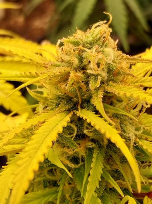 Mat Ohperché. Week 11 - 20/11