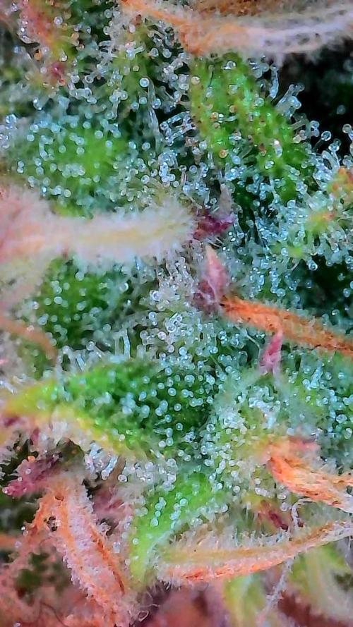 Mat Ohperché. Week 11 - 20/11