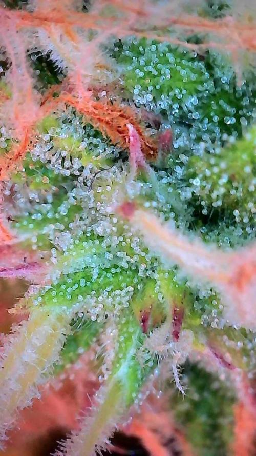 Mat Ohperché. Week 11 - 20/11