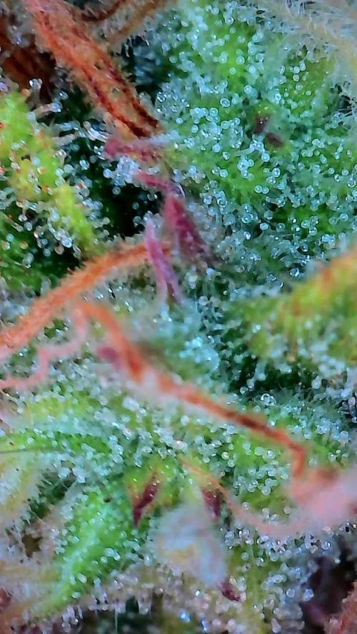 Mat Ohperché. Week 11 - 20/11