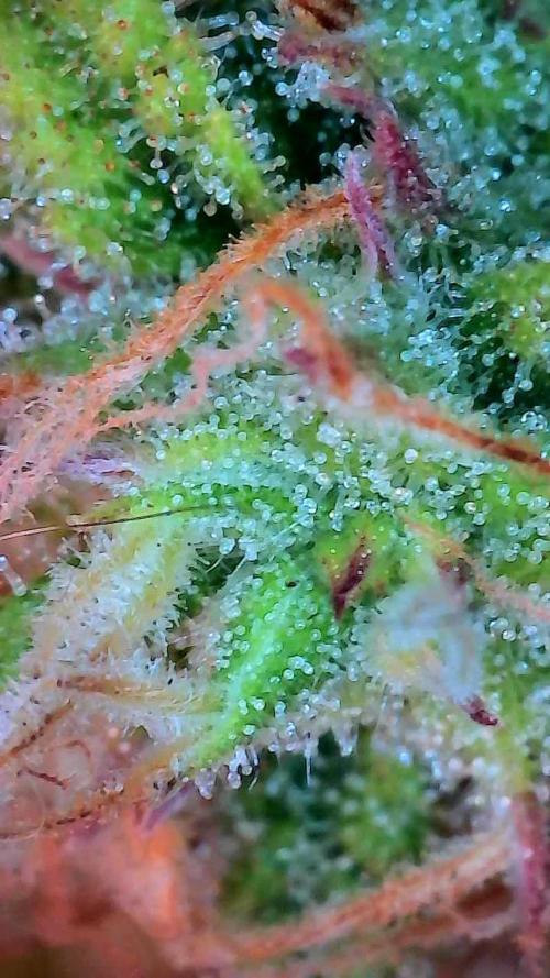 Mat Ohperché. Week 11 - 20/11