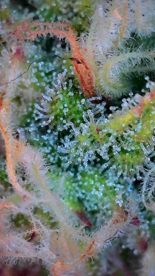 Mat Ohperché. Week 11 - 20/11