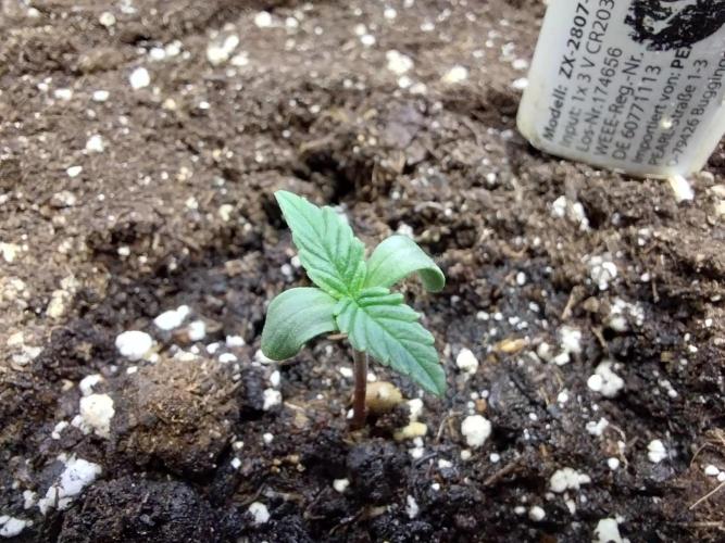 Quoitesqueu. Week 1 - 14/11