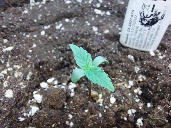 Quoitesqueu. Week 1 - 15/11