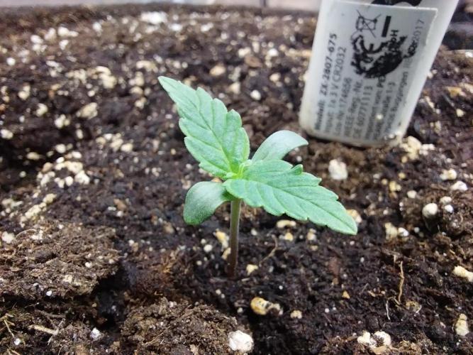 Quoitesqueu. Week 1 - 16/11