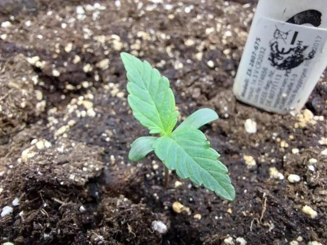 Quoitesqueu. Week 1 - 17/11