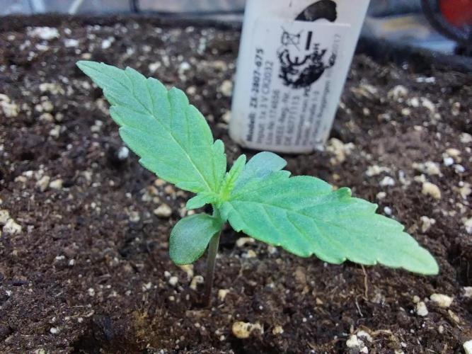 Quoitesqueu. Week 1 - 18/11