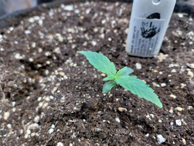 Quoitesqueu. Week 1 - 19/11