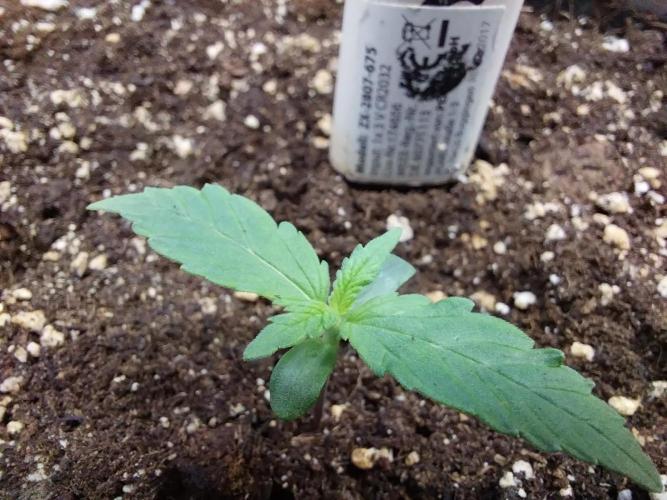 Quoitesqueu. Week 1 - 20/11