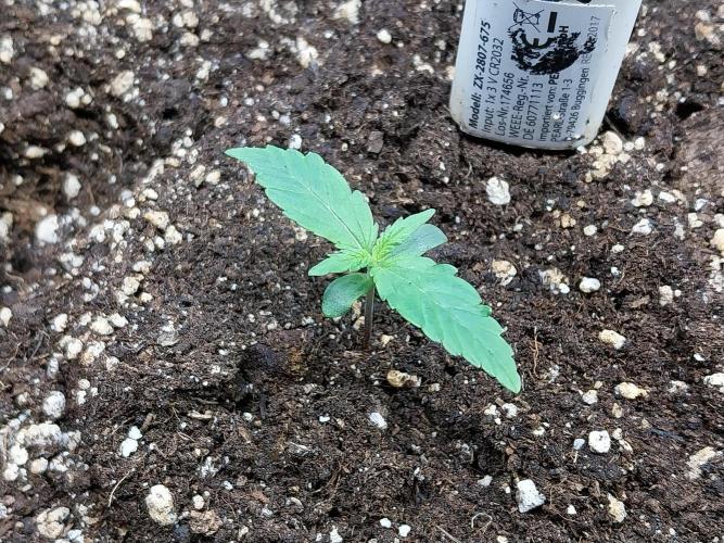 Quoitesqueu. Week 1 - 20/11