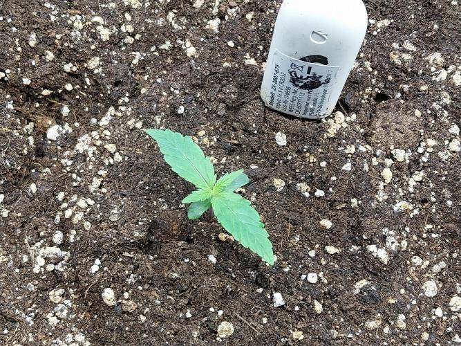 Quoitesqueu. Week 1 - 20/11