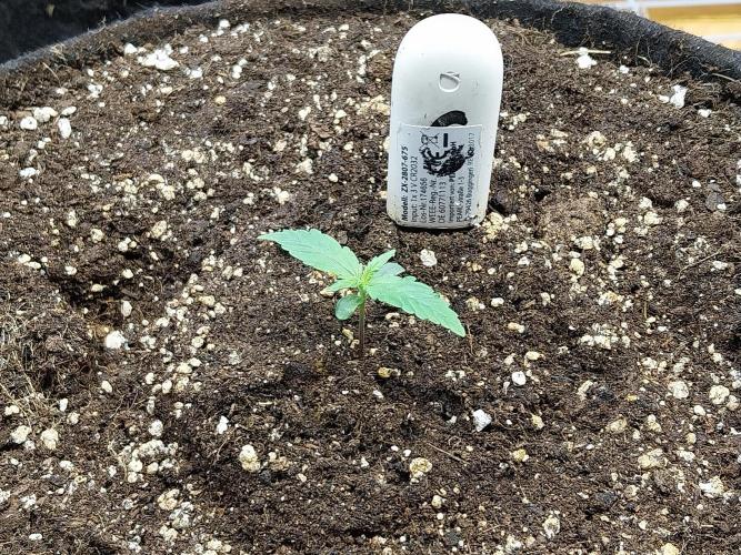 Quoitesqueu. Week 1 - 20/11