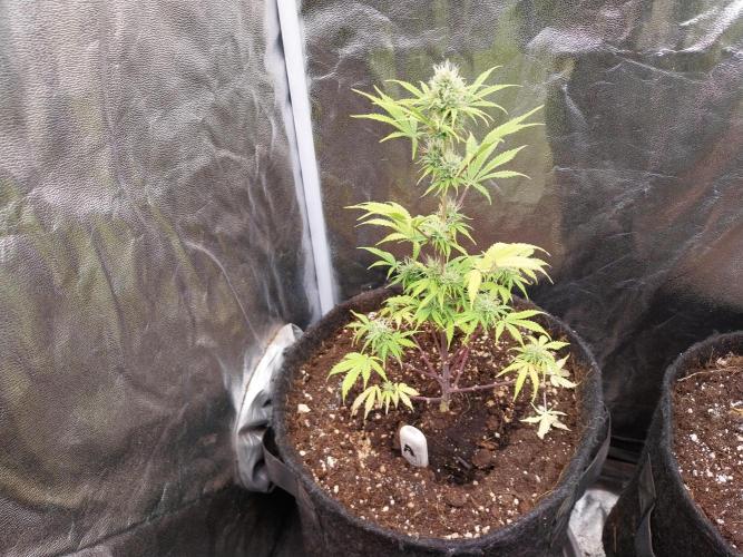 Beuhengelé. Week 10 - 15/11