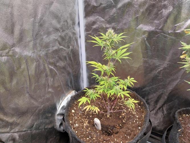 Beuhengelé. Week 10 - 16/11