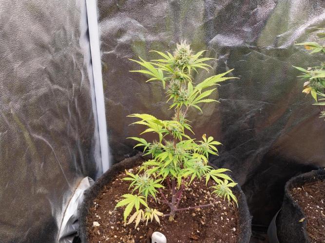 Beuhengelé. Week 10 - 17/11