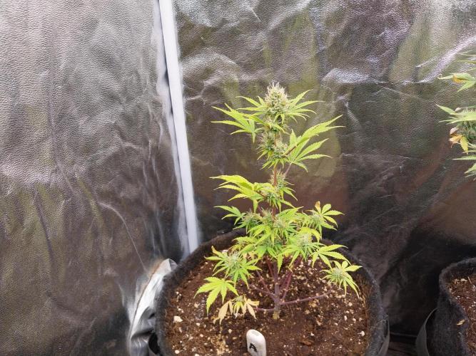 Beuhengelé. Week 10 - 18/11