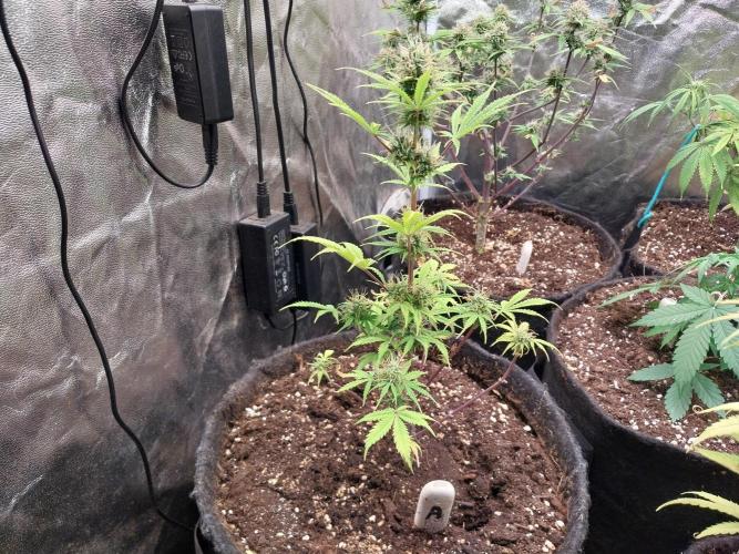 Beuhengelé. Week 10 - 19/11