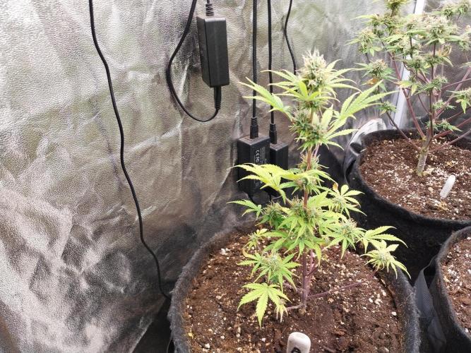 Beuhengelé. Week 10 - 20/11