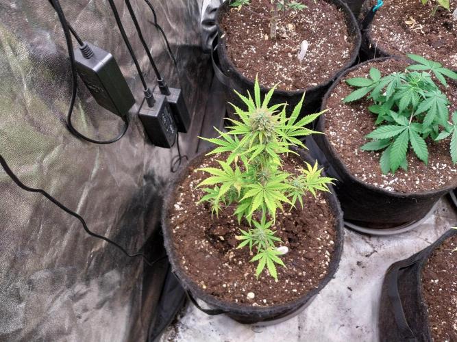 Beuhengelé. Week 10 - 21/11 