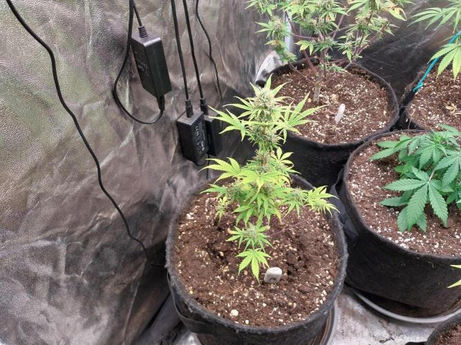 Beuhengelé. Week 10 - 21/11 