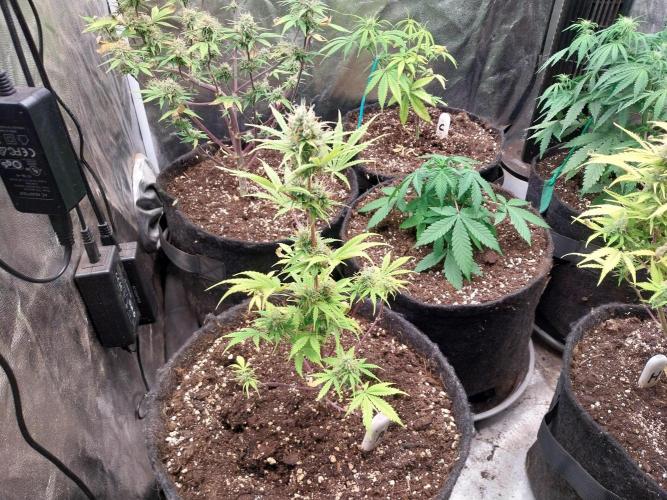 Beuhengelé. Week 10 - 21/11 