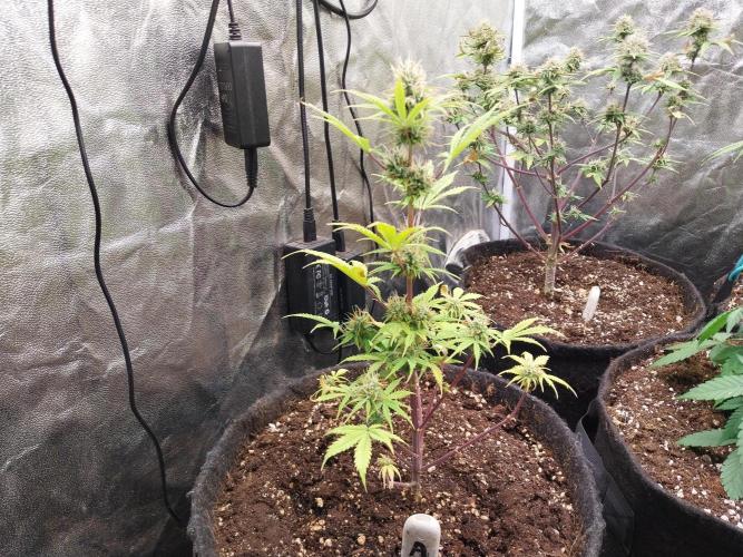 Beuhengelé. Week 10 - 21/11 