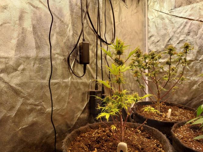 Beuhengelé. Week 10 - 21/11 