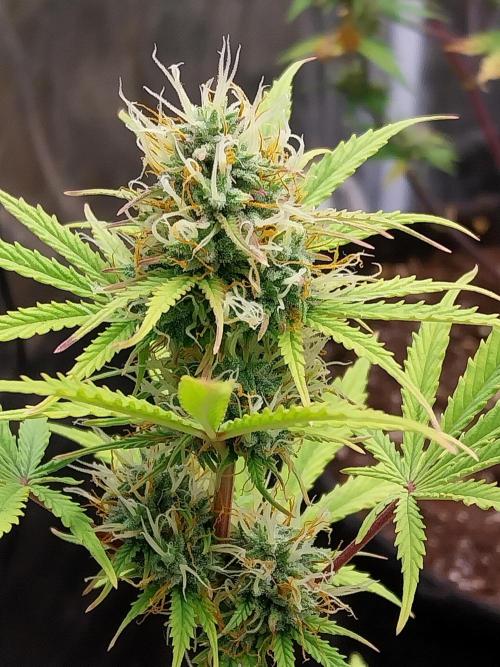 Beuhengelé. Week 10 - 21/11 